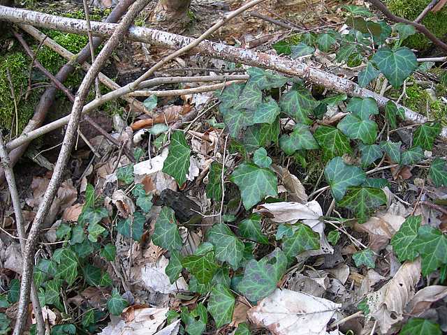 Funghi e vegetazione invasiva